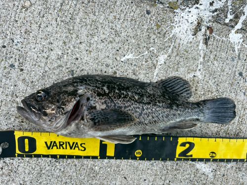 クロソイの釣果