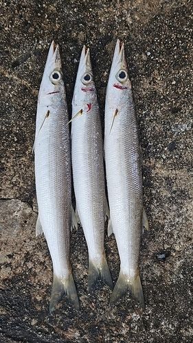 カマスの釣果
