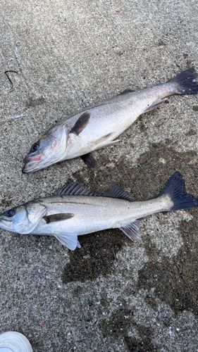 スズキの釣果