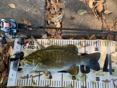 スモールマウスバスの釣果