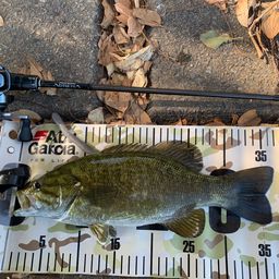 スモールマウスバス