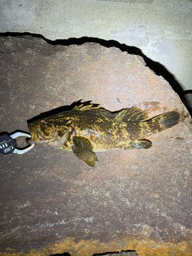 ベッコウゾイの釣果