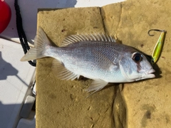 メイチダイの釣果