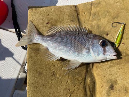 メイチダイの釣果