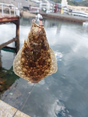 ヒラメの釣果