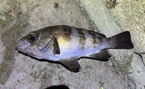 メバルの釣果