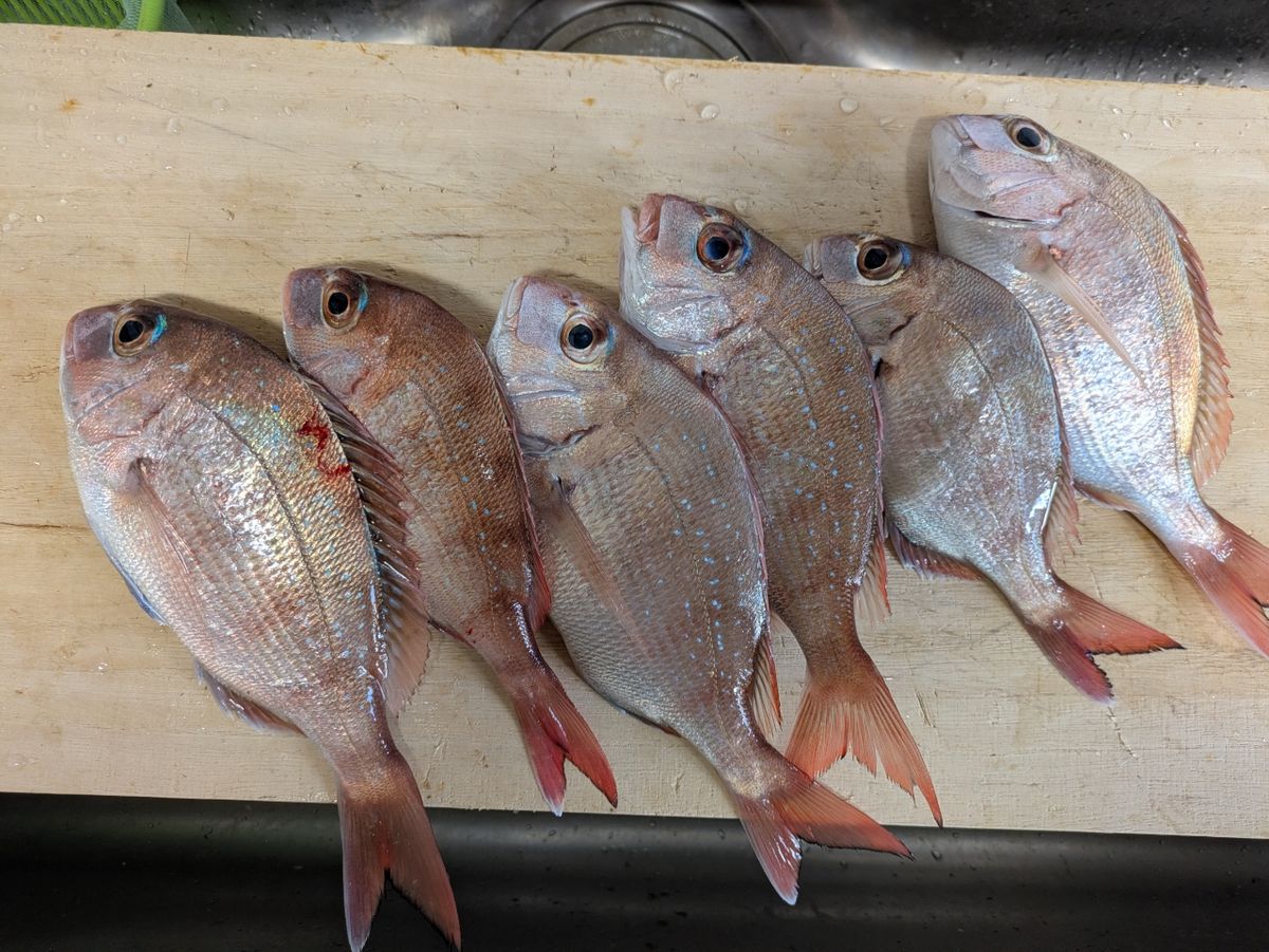 じゅんちさんの釣果 1枚目の画像