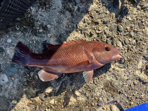 コブダイの釣果