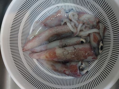 ケンサキイカの釣果