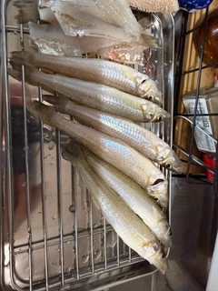 シロギスの釣果