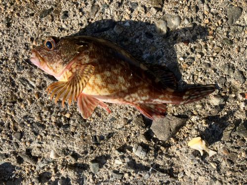 カサゴの釣果