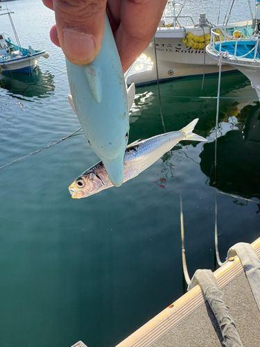 イワシの釣果