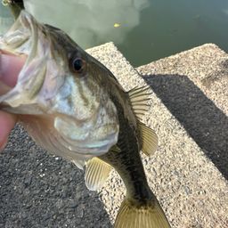 ラージマウスバス