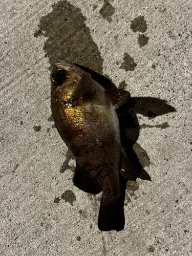 金沢水際線緑地（福浦岸壁）