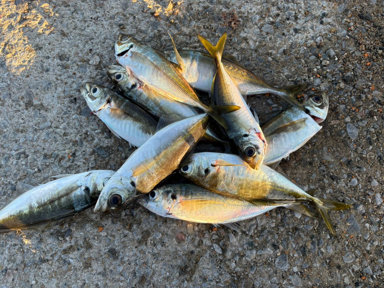 pooh Newさんの2025年11月30日(日)の釣行(福岡県 - 博多湾