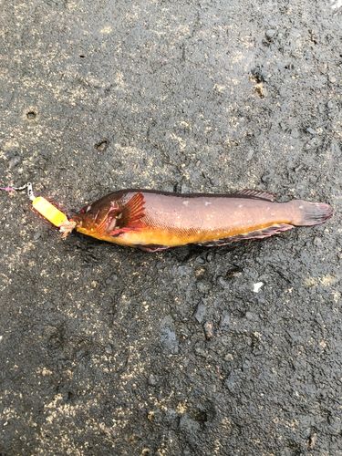 アイナメの釣果