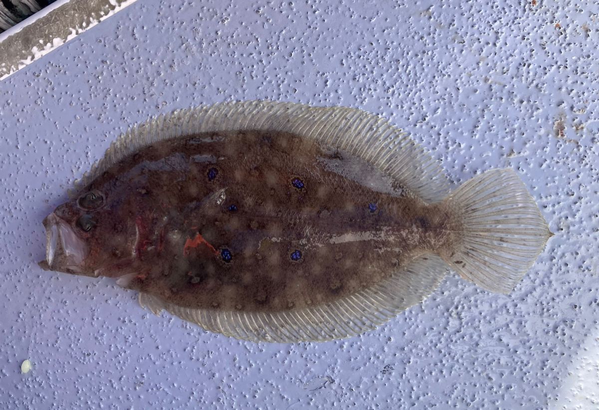 アングラーナーヒャンさんの釣果 1枚目の画像