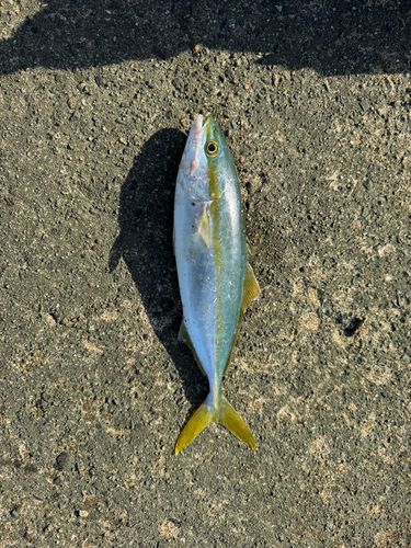 コゾクラの釣果