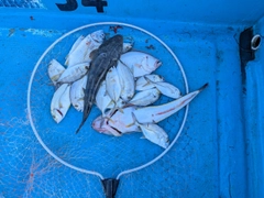 ヒラメの釣果