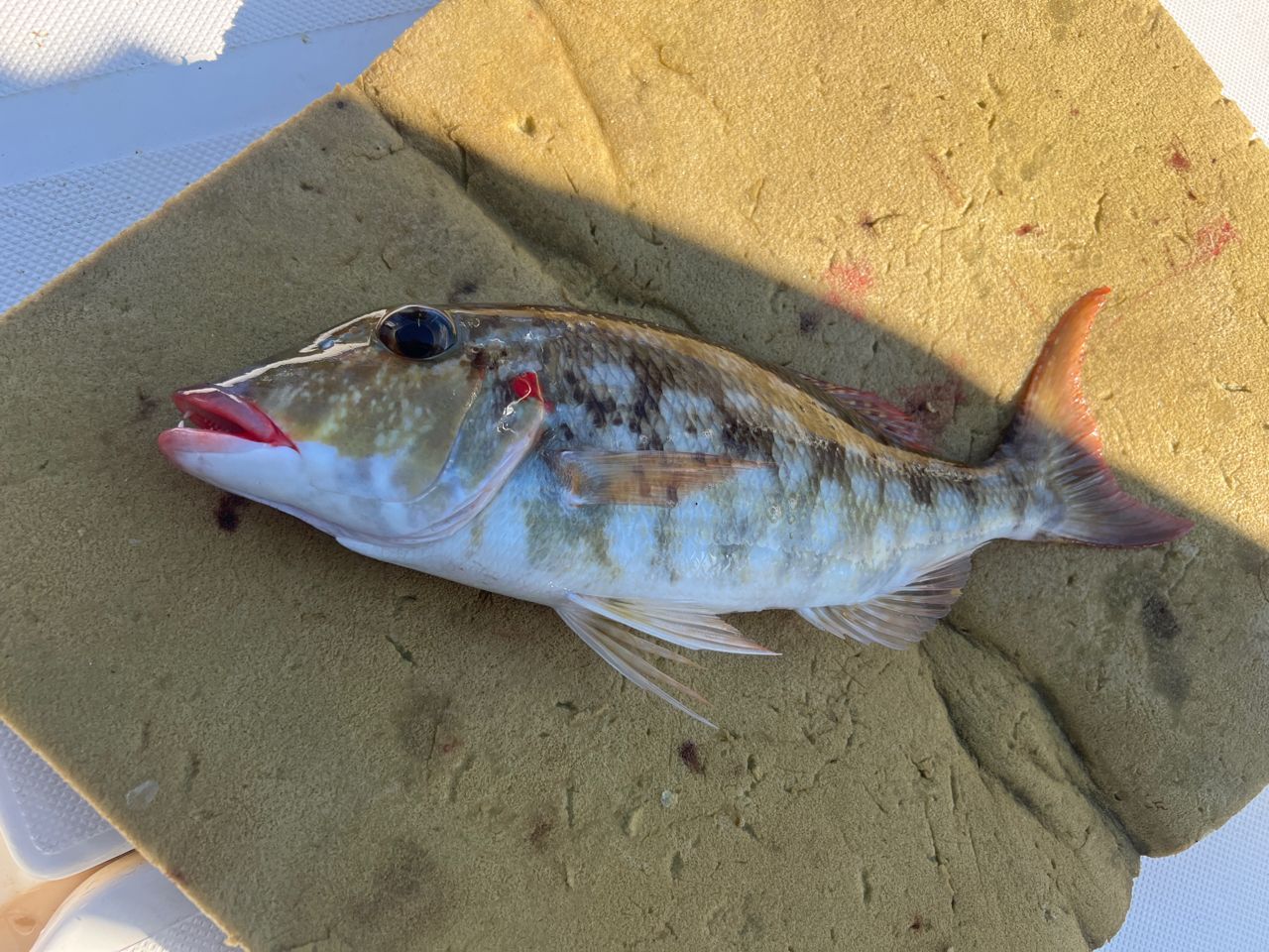 DAIWA UVF ソルティガ センサー 12 ブレイド EX +Si 1.2号/27.0lb/5色