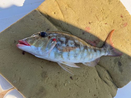 ホオアカクチビの釣果