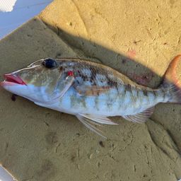 ホオアカクチビ