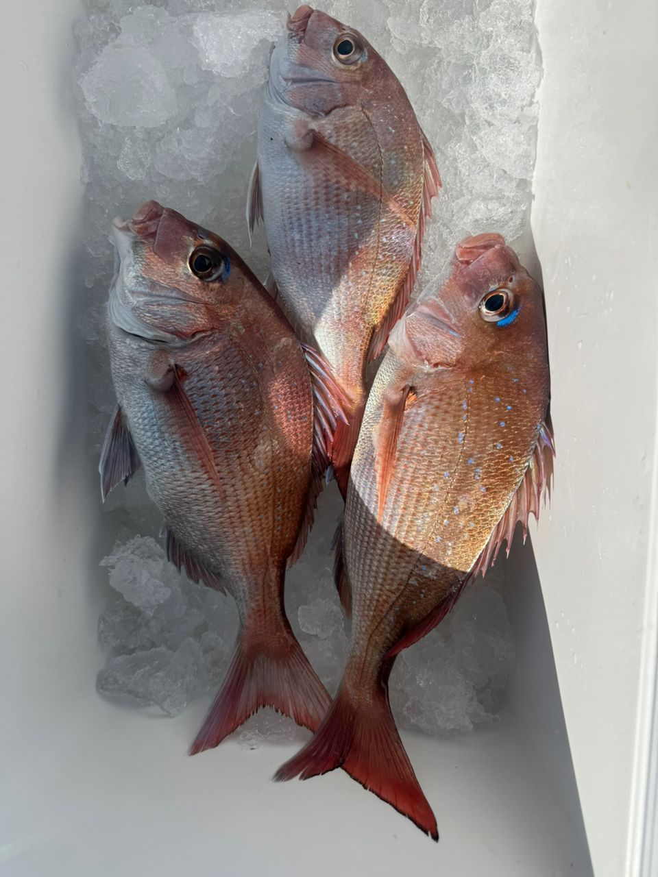 へなちょこ　釣り師さんの釣果 1枚目の画像