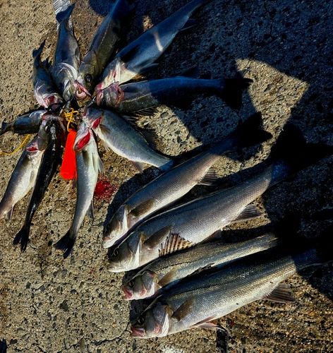 シーバスの釣果