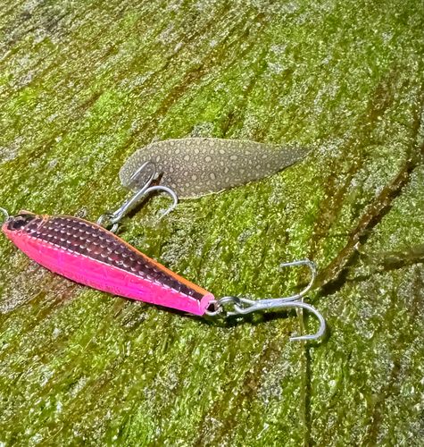 ウシノシタの釣果