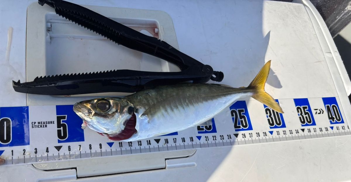 あや🐟さんの釣果 1枚目の画像