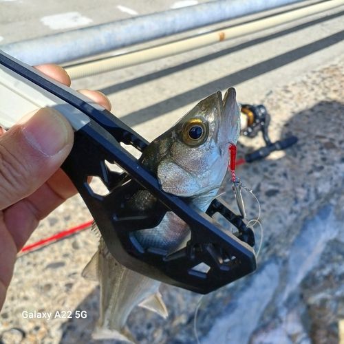 セイゴ（マルスズキ）の釣果