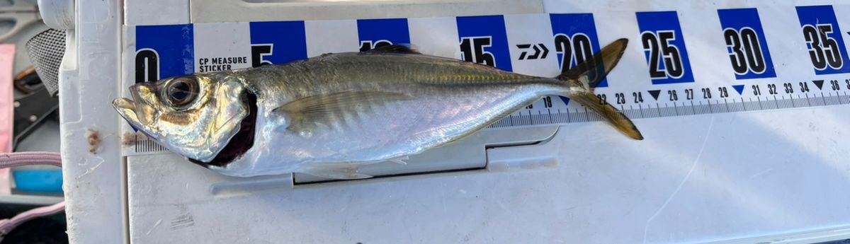 あや🐟さんの釣果 1枚目の画像