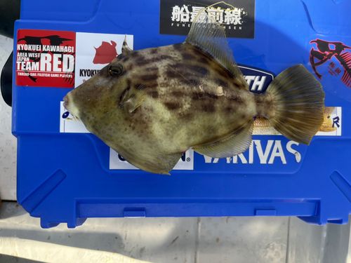 カワハギの釣果
