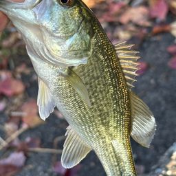 ラージマウスバス