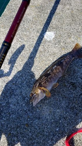 アイナメの釣果