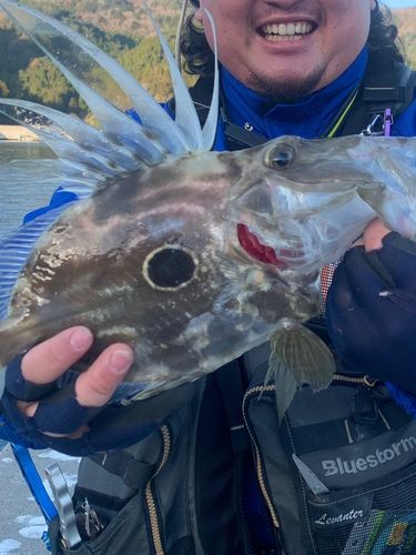 マトウダイの釣果