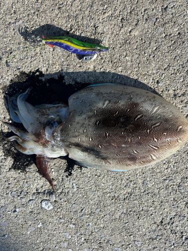 アオリイカの釣果