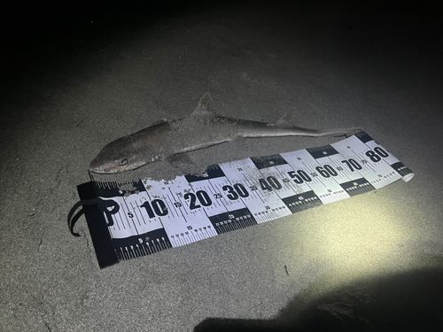 ホシザメの釣果