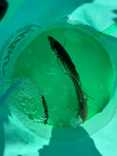 大黒海づり施設