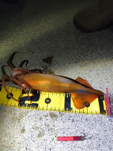 イカの釣果
