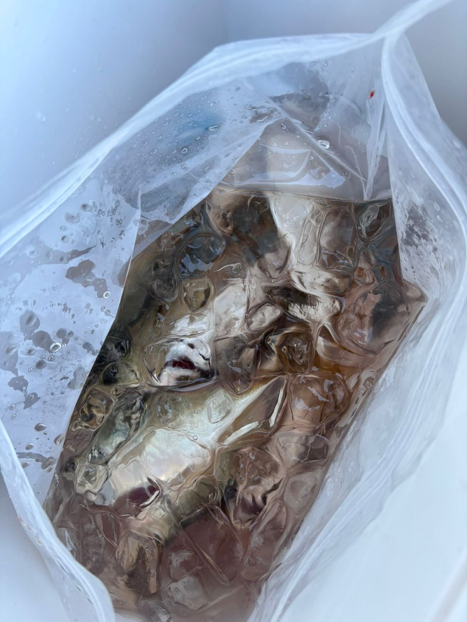 あや🐟さんの釣果 2枚目の画像