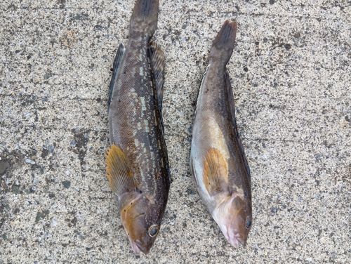 アイナメの釣果