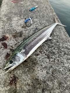 サワラの釣果