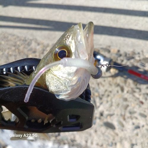 セイゴ（マルスズキ）の釣果