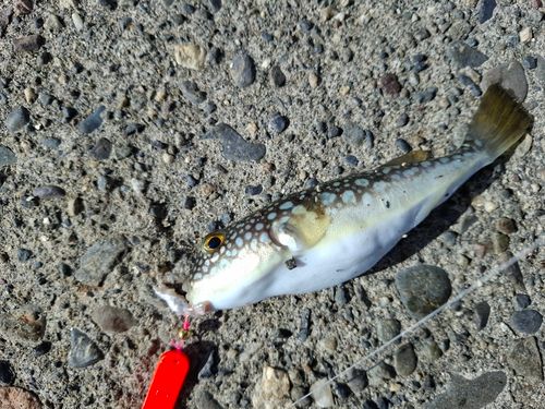 クサフグの釣果