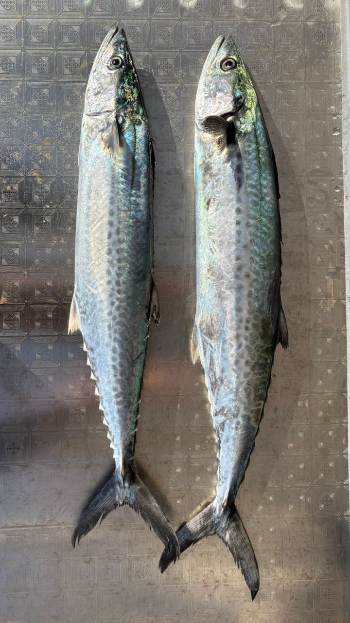 SHIMANO 20コルトスナイパー XR S100MHの最安値・インプレ・釣果