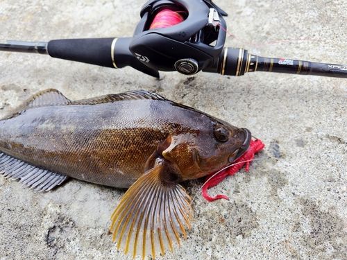 アイナメの釣果