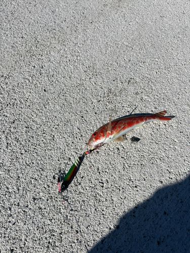 オジサンの釣果