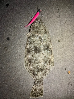 ヒラメの釣果