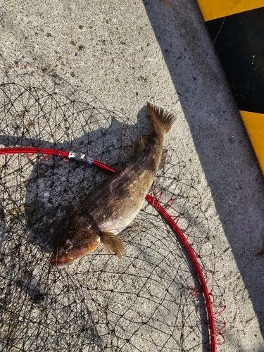 アイナメの釣果